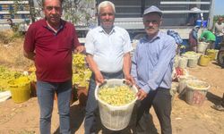 Buldan'da üzüm bağlarında hasat başladı