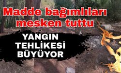 Madde bağımlıları mesken tuttu! Orman yangın tehlikesiyle karşı karşıya