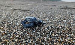 Yavru caretta sezonu başladı