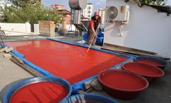 Adana'da damlar kırmızıyla renklendi güneşle pişen emek