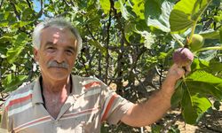 Antalya'da 800 rakımdan gelen lezzette üzen haber