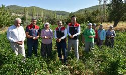 Bozdoğan’da turşuluk biber hasadı gerçekleştirildi