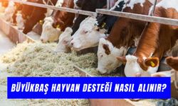 Büyükbaş Hayvan Desteği Nasıl Alınır? Başvuru Süreci Hakkında Tüm Detaylar…