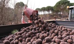 Koçarlı'da çam fıstığı üreticileri kıyasıya yarışacak