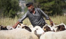 Burdur'un dağlarında yarım asırdır koyunların peşinde