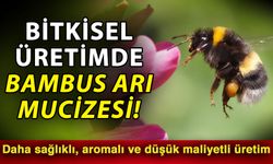 Bitkisel üretimde bambus arı mucizesi! Daha sağlıklı, aromalı ve düşük maliyetli üretim