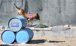 Jandarma köpeği 'Hane', orman yangınlarında kundaklama tespitinde görev yapıyor