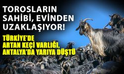 Torosların sahibi, evinden uzaklaşıyor! Türkiye’de artan keçi varlığı, Antalya’da yarıya düştü