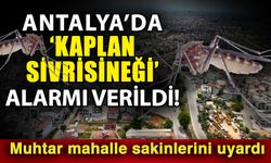 Antalya’da ‘Kaplan sivrisineği’ alarmı verildi! Muhtar mahalle sakinlerini uyardı