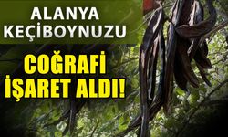 Alanya keçiboynuzu Coğrafi İşaret aldı! Markalaşan ürün için hasat şenliği yapıldı