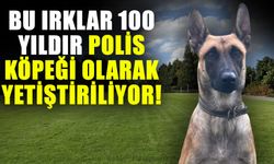 Bu ırklar 100 yıldır polis köpeği olarak yetiştiriliyor! Eğitimin detaylarını anlattı