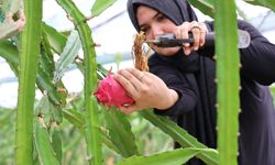 Büyükşehir’den üreticilere katma değeri yüksek alternatif ürün desteği