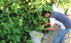 Limon hasadı 25 ve 27 Eylül tarihlerinde başladı