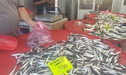Muğla'da Karadeniz hamsisi kilosu 250 TL'den satışta
