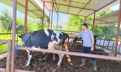 Muğla'da şap hastalığıyla mücadele hız kesmiyor