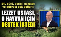 Eti, sütü, derisi, sakatatı ve gübresi çok değerli! Lezzet ustası, o hayvan için destek istedi