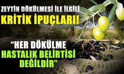 Zeytin dökülmesi ile ilgili kritik ipuçları! Her dökülme hastalık belirtisi değildir