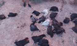 İncirliova'da sokak köpekleri 25 tavuğu telef etti
