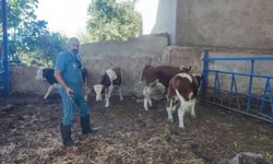 Aydın İl Tarım Müdürlüğü’nden üreticilere şap hastalığı uyarısı