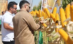 Yeni hibrit mısır çeşitleri Konya'da çiftçilere tanıtıldı