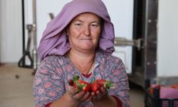 Üreticiler barbunya yerine çileği tercih etti… İspanya’ya bile ihraç ediliyor