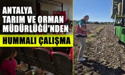 Antalya Tarım ve Orman Müdürlüğü'nden hummalı çalışma
