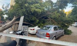 Antalya’da 30 yıllık ağaç, 5 aracın üzerine devrildi
