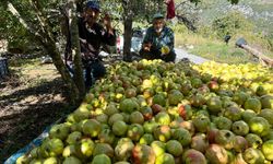 Gazipaşa ilçesine özgü o meyvenin hasadı başladı