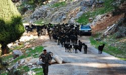 Antalya'da Yörüklerin 4 aydır kaldıkları yaylalardan dönüşleri başladı