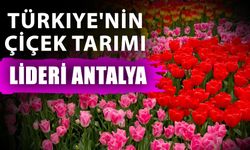 Türkiye'nin çiçek tarımı lideri Antalya