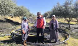 Aydın, zeytincilikte Türkiye’nin zirvesinde