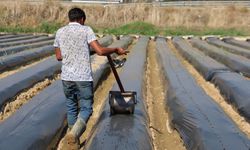Aydın’da kış çileği hazırlıkları başladı