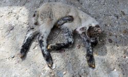 Besici ve veterineri şaşırta 5 bacaklı kuzu