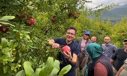 Ak Partili Milletvekili Uslu, bahçede hasada yardım etti