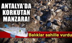 Antalya’da korkutan manzara! Balıklar sahile vurdu