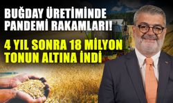 Buğday üretiminde pandemi rakamları! 4 yıl sonra 18 milyon tonun altına indi