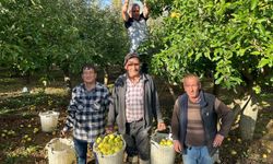 Buldan'da elma hasadı yüz güldürüyor