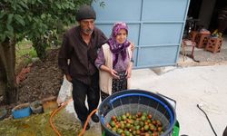 Büyükşehir’in ceviz soyma makineleri üreticilerin hizmetinde