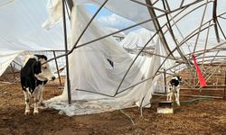 Büyükşehir yağış ve fırtınadan zarar gören üreticinin yanında