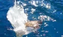 Marmaris Körfezi’nde çuvala dolanan deniz kaplumbağası çevrecilerin dikkati sayesinde kurtuldu