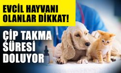 Evcil hayvanı olanlar dikkat! Çip takma süresi doluyor