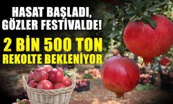Hasat başladı, gözler festivalde! 2 bin 500 ton rekolte bekleniyor
