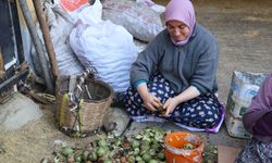 Hasadı yapılan cevizler satışa hazırlanıyor