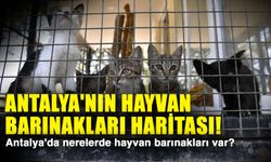Antalya'nın hayvan barınakları haritası! Antalya'da nerelerde hayvan barınakları var?