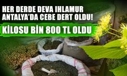 Her derde deva Ihlamur Antalya’da cebe dert oldu! Kilosu bin 800 TL oldu