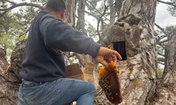 İzi sürüp Toroslardaki doğal kovanları buluyorlar