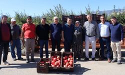 Kaymakam Çakıcı nar hasadına katıldı