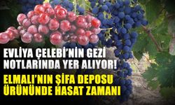 Evliya Çelebi’nin gezi notlarında yer alıyor! Elmalı’nın şifa deposu ürününde hasat zamanı