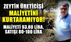 Zeytin üreticisi maliyetini kurtaramıyor! Maliyeti 93,80 Lira, satışı 80-100 Lira