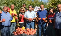 Antalya’da nar hasadı… 34 bin 350 ton nar üretimi bekleniyor